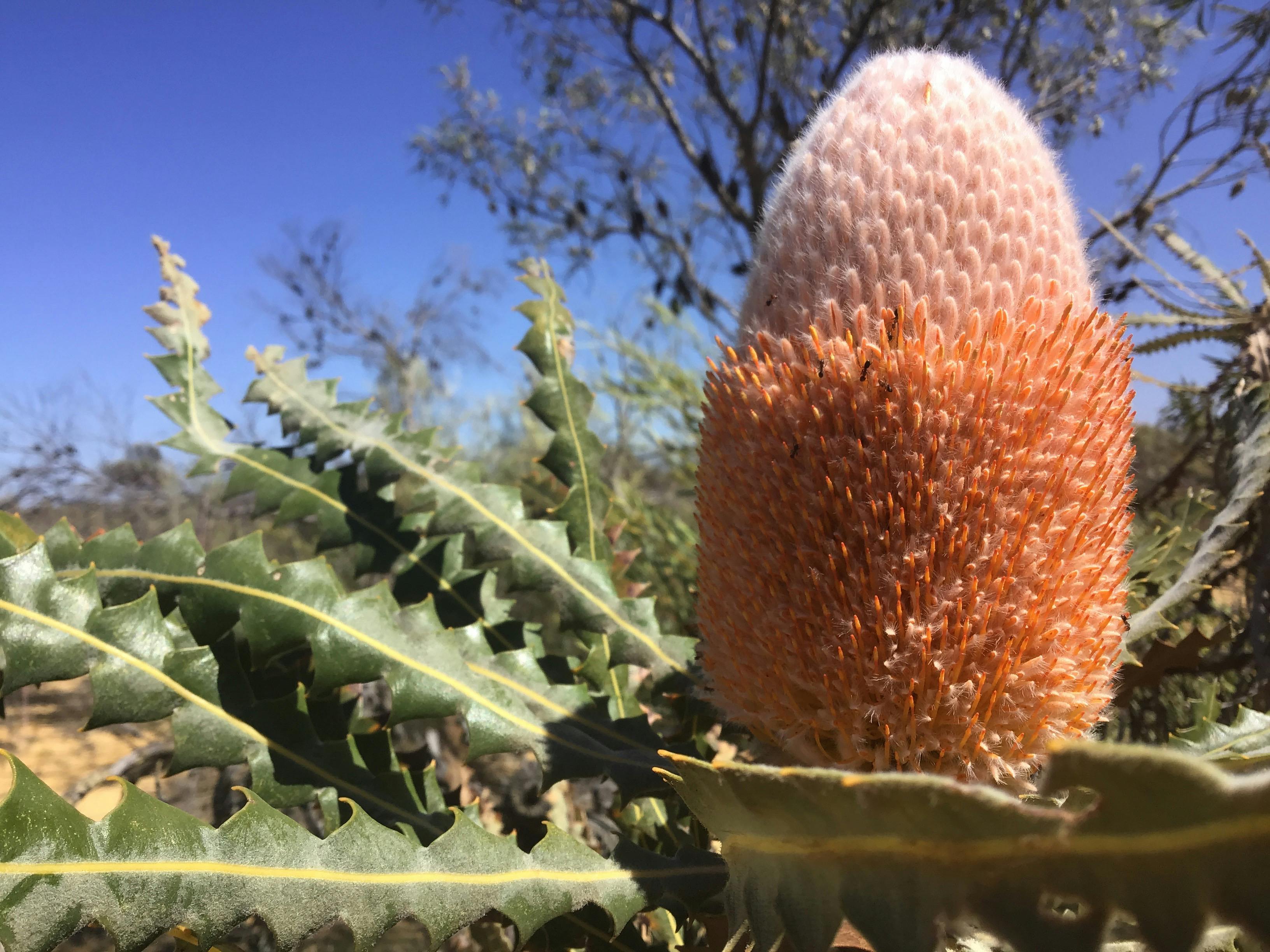 Banksia victoriae - orange - large flower