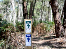 Honan Mint Walking Trail