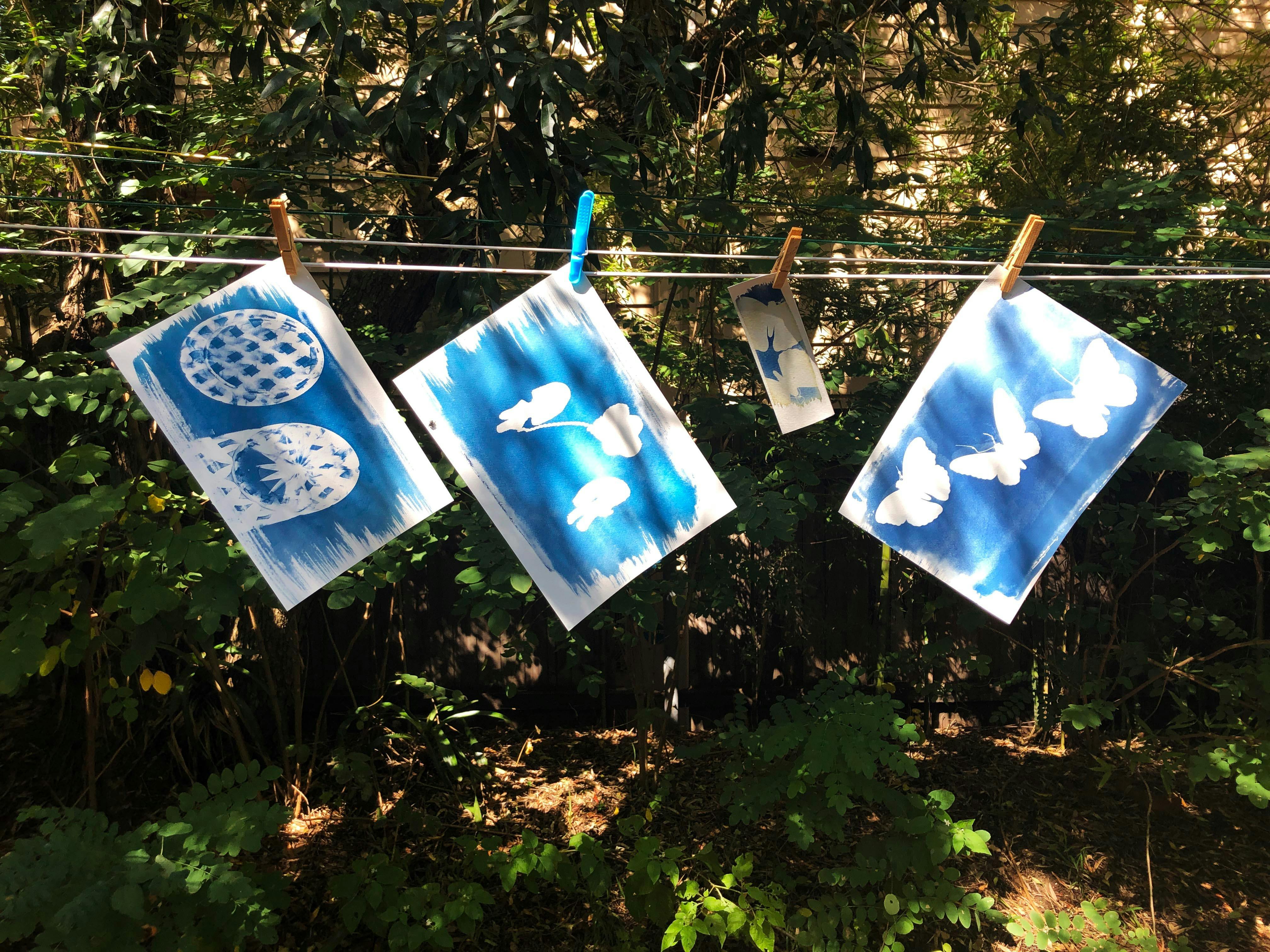 Cyanotypes Drying