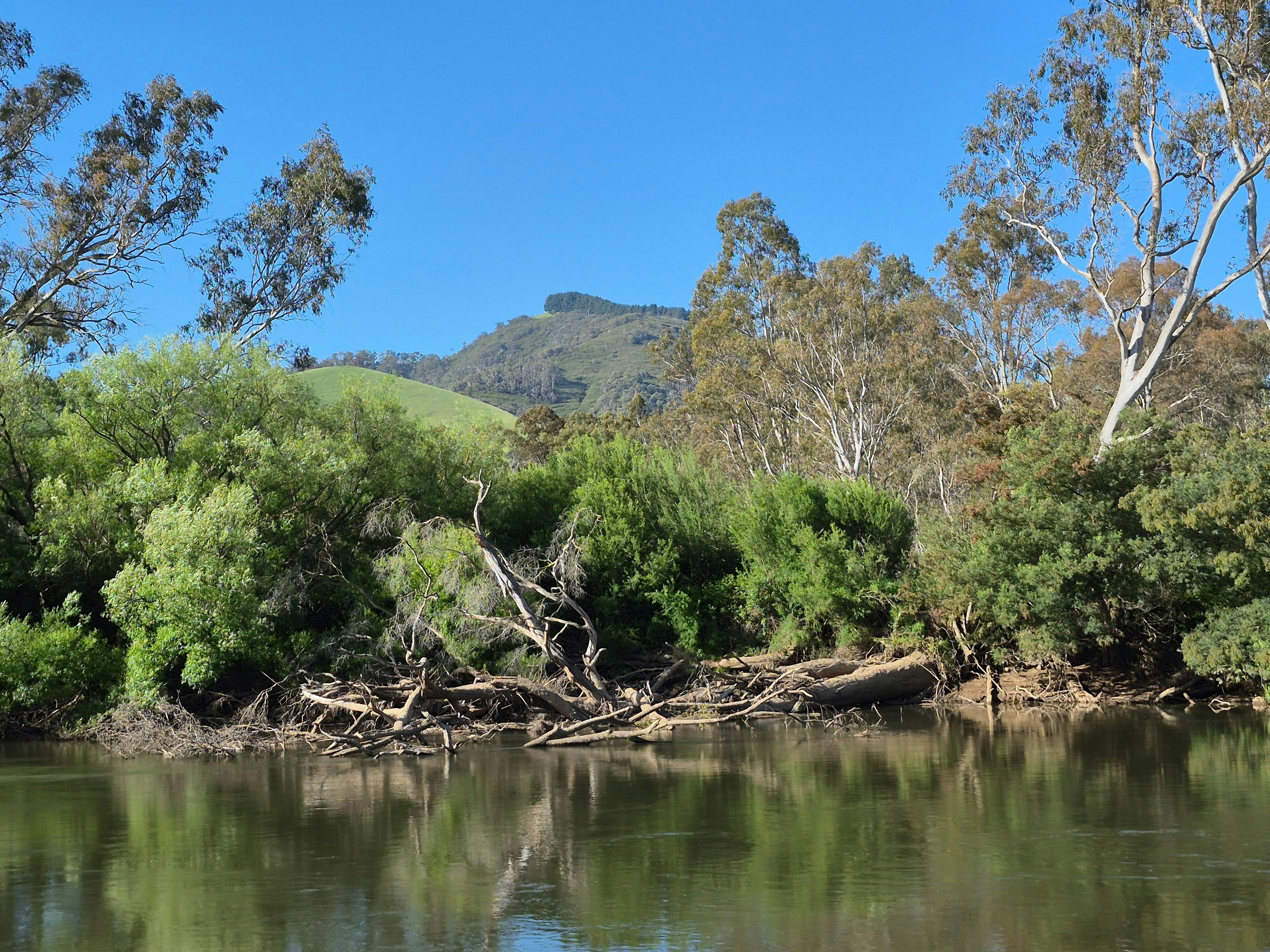 Goulburn River with lots of trees in the background