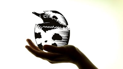Echidna hatching out of an egg sitting on a hand