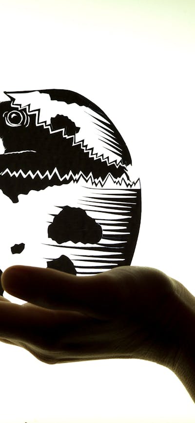 Echidna hatching out of an egg sitting on a hand
