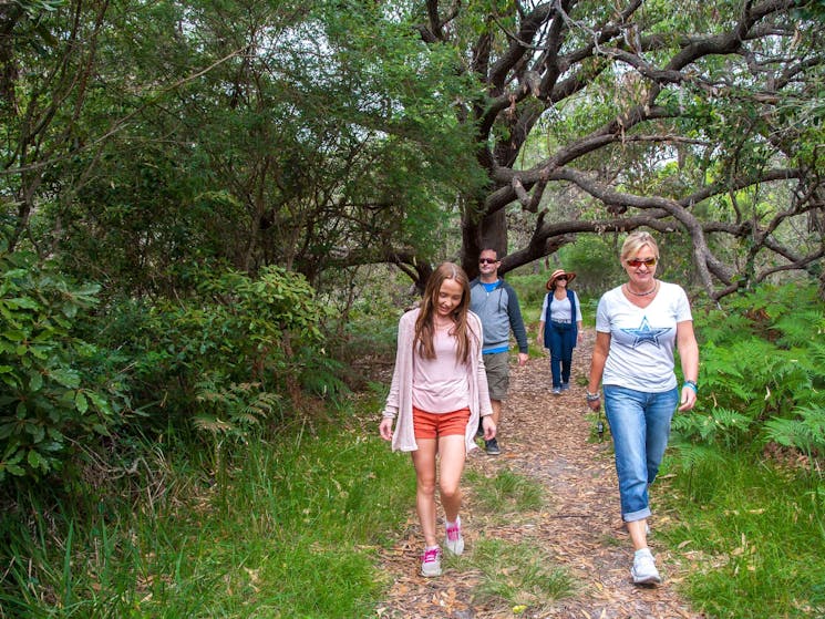 Walking through banksia forest