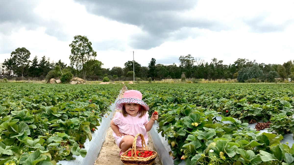 Ari Strawberry Picking Ashbern Farms Stanthorpe