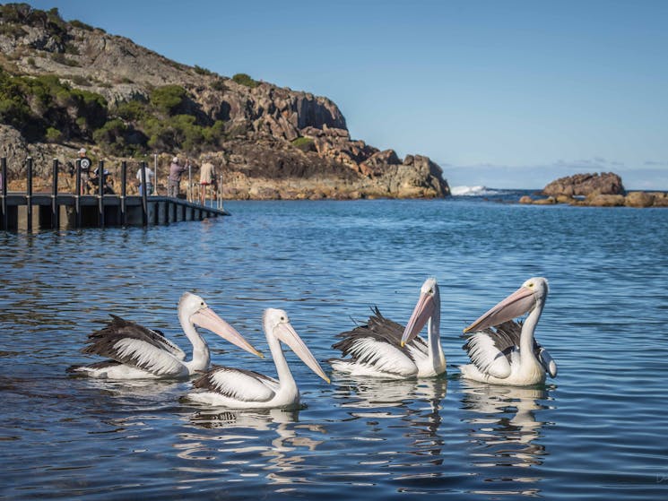 Kianinny Bay, Tathra, Sapphire Coast