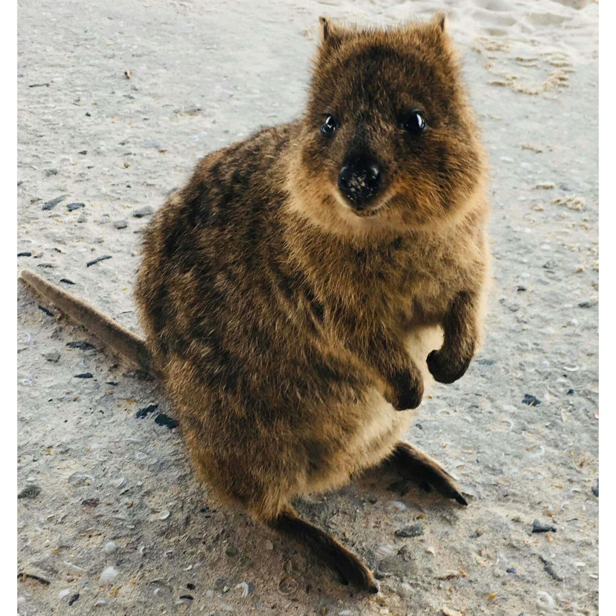 Meet the Quokkas