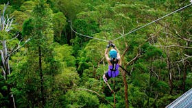 Mt Tamborine, TreeTop Challenge