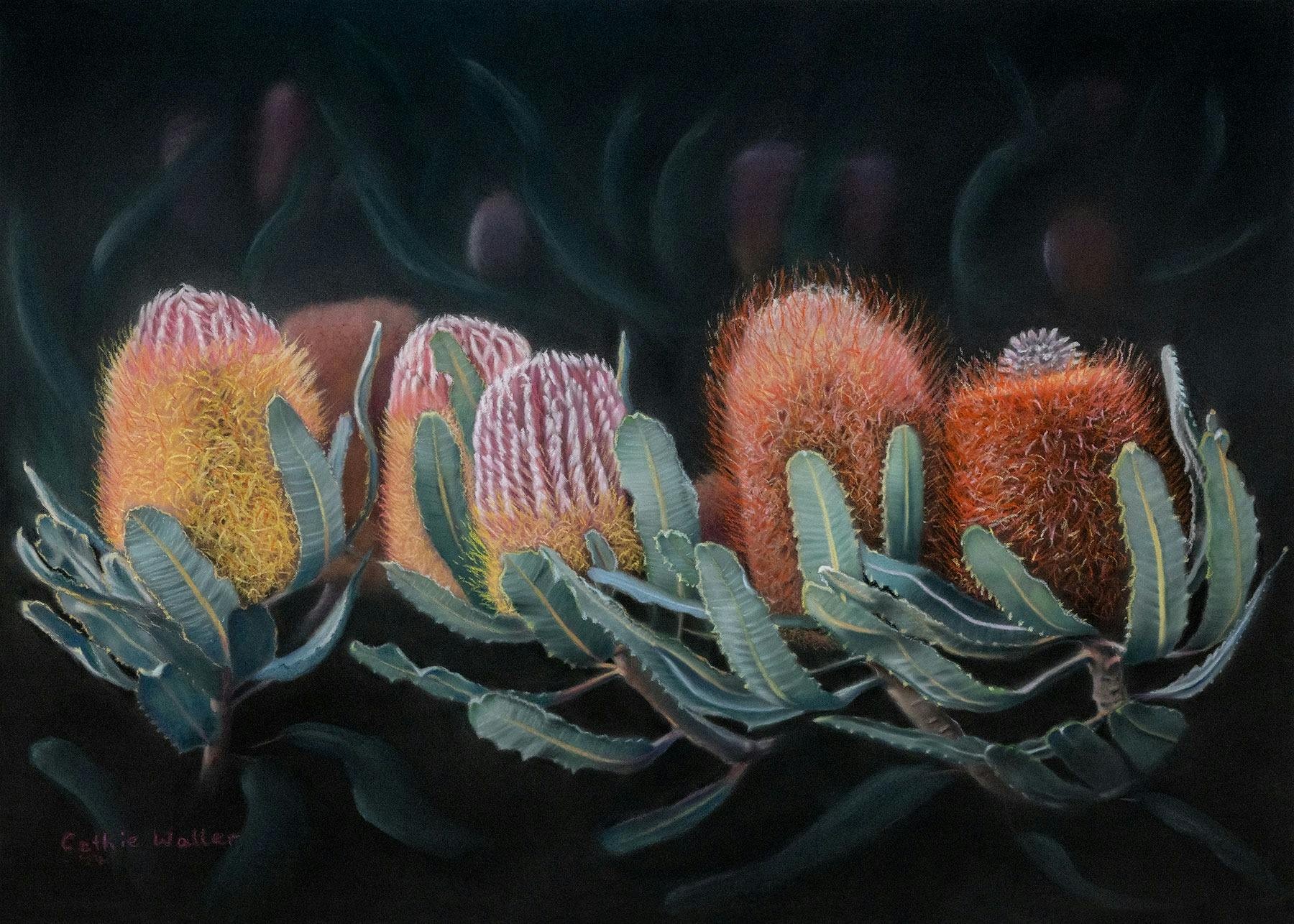 Banksia Menziesii