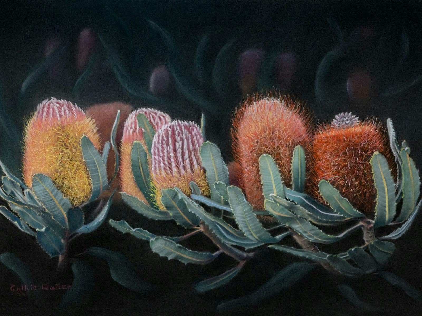 Banksia Menziesii