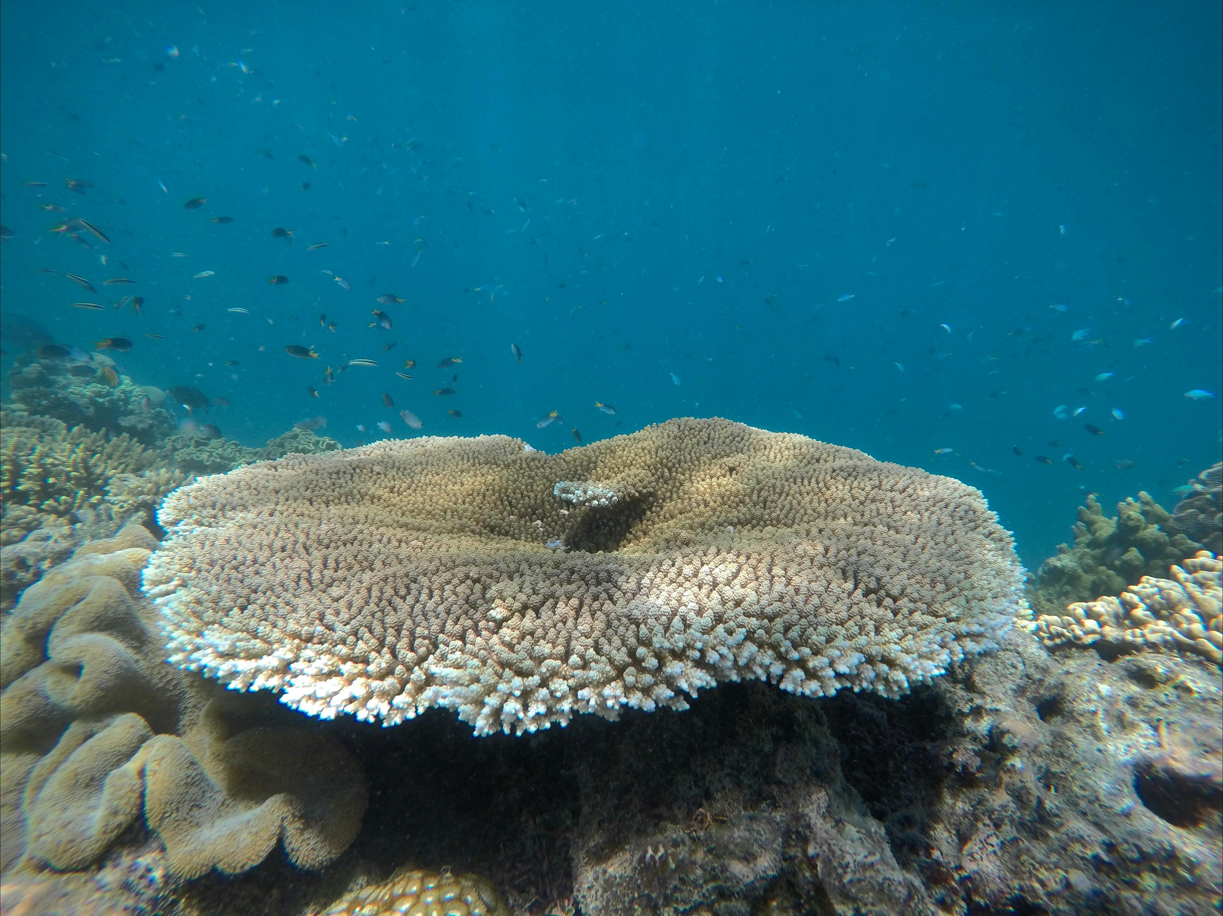 Full Day Dive Charter