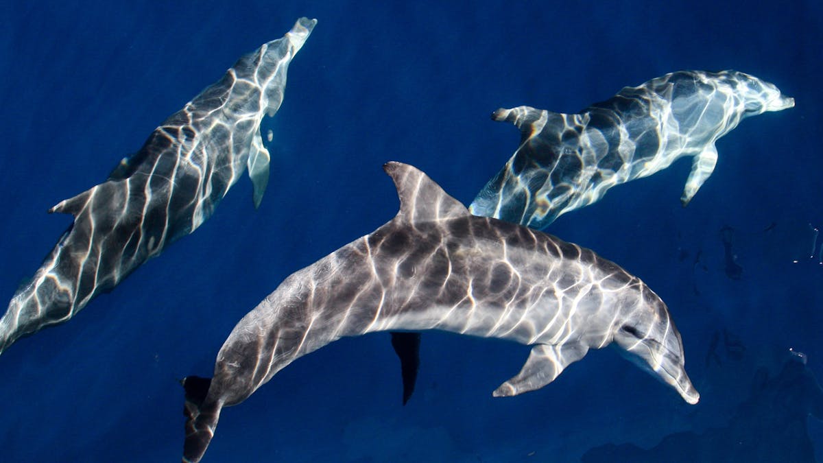 Three dolphins swimming close to the surface