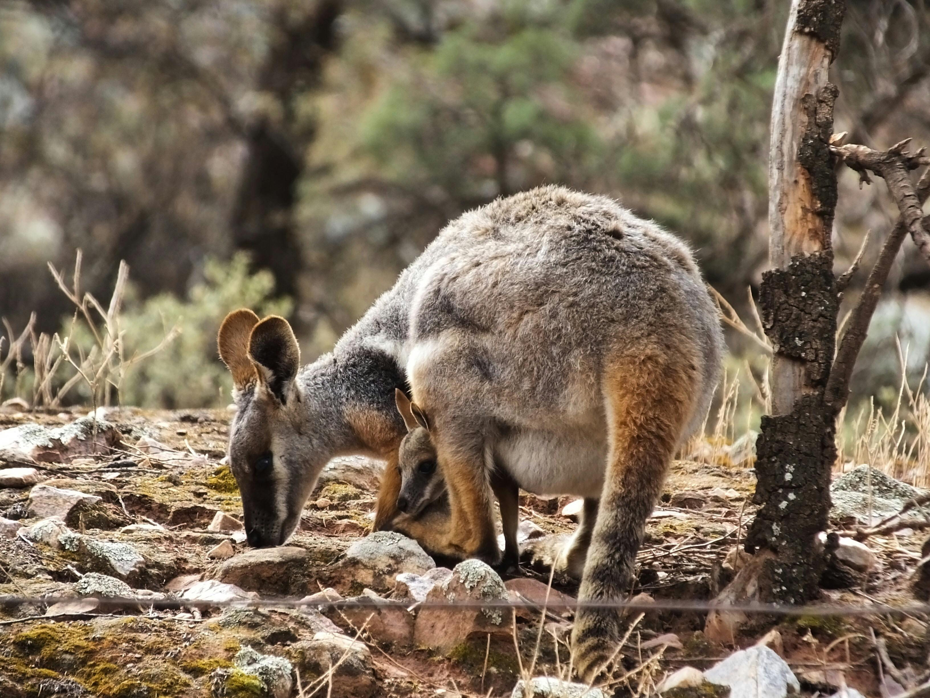 Flinders Ranges