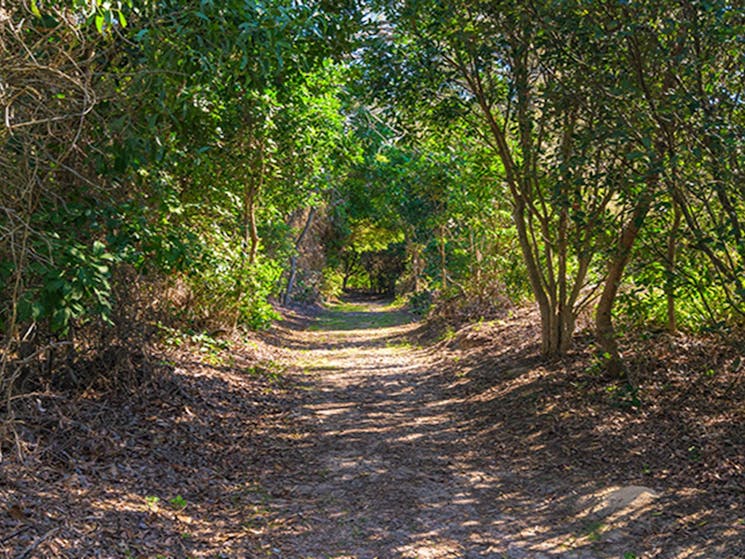 Path from picnic area to beach through thick coastal vegetation.   Photo: Jessica Robertson/OEH.