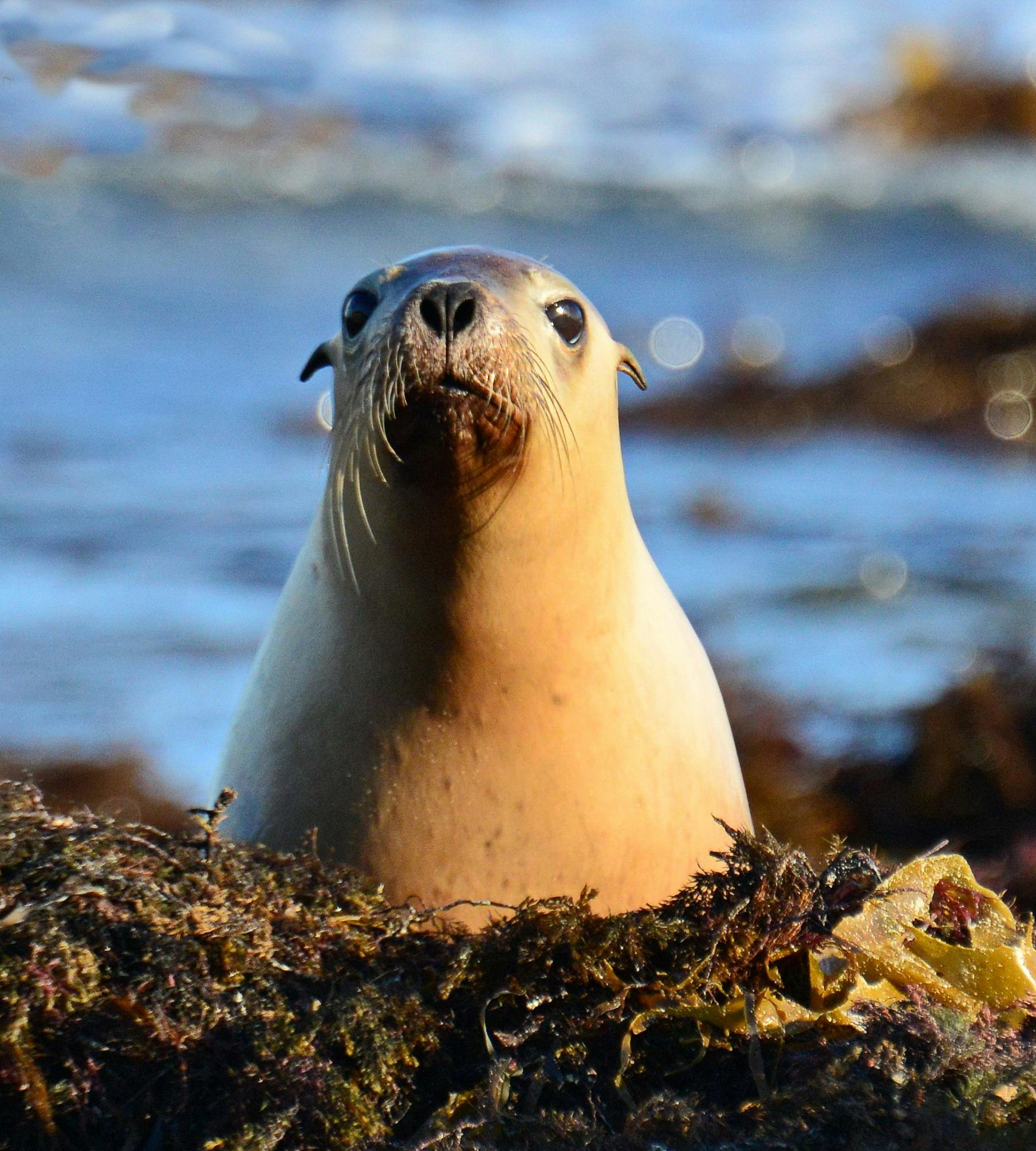 Private Tour - Middle Island