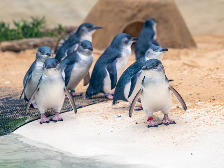 Little Penguins at Sydney Zoo