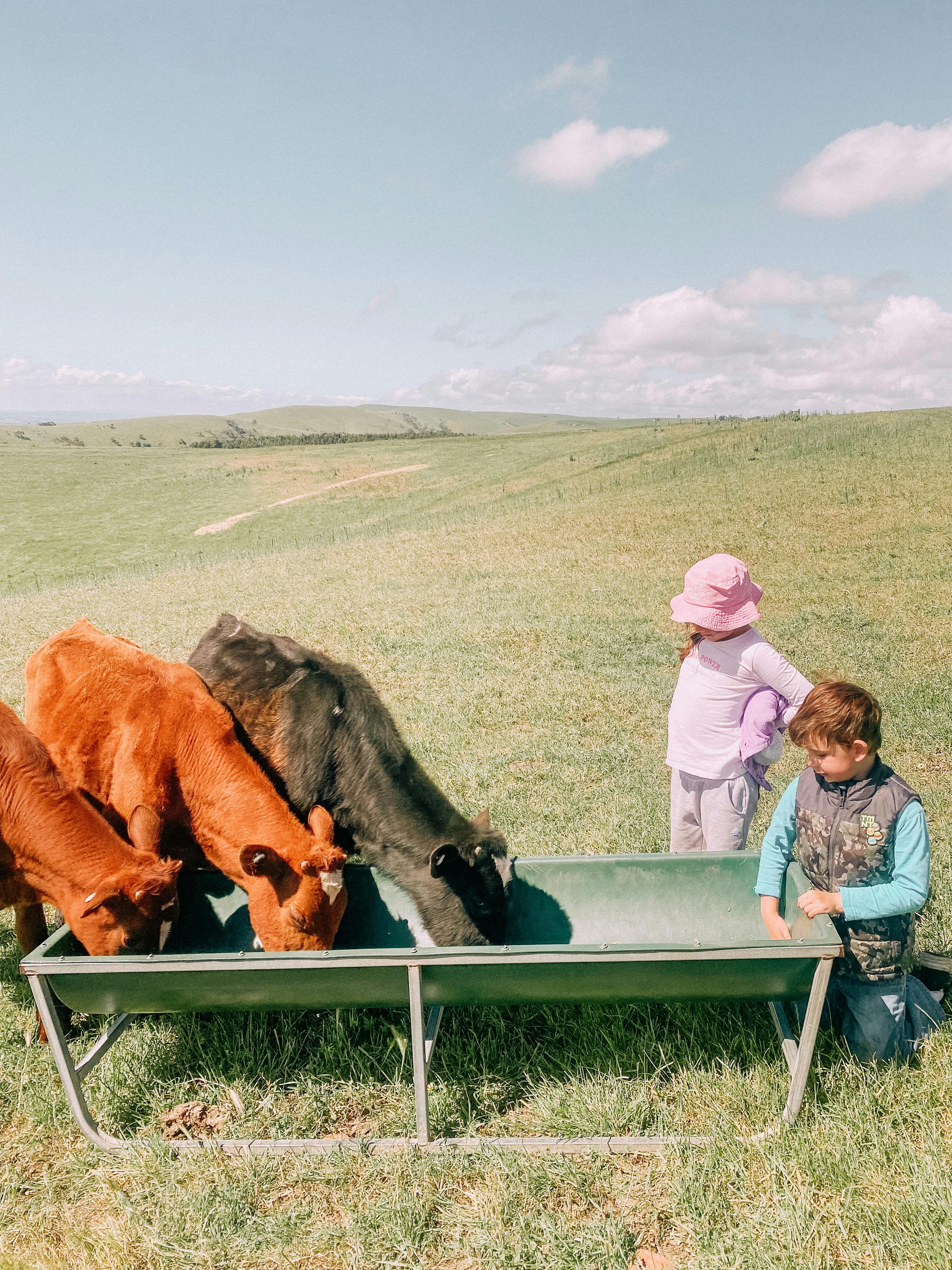 Cow experience