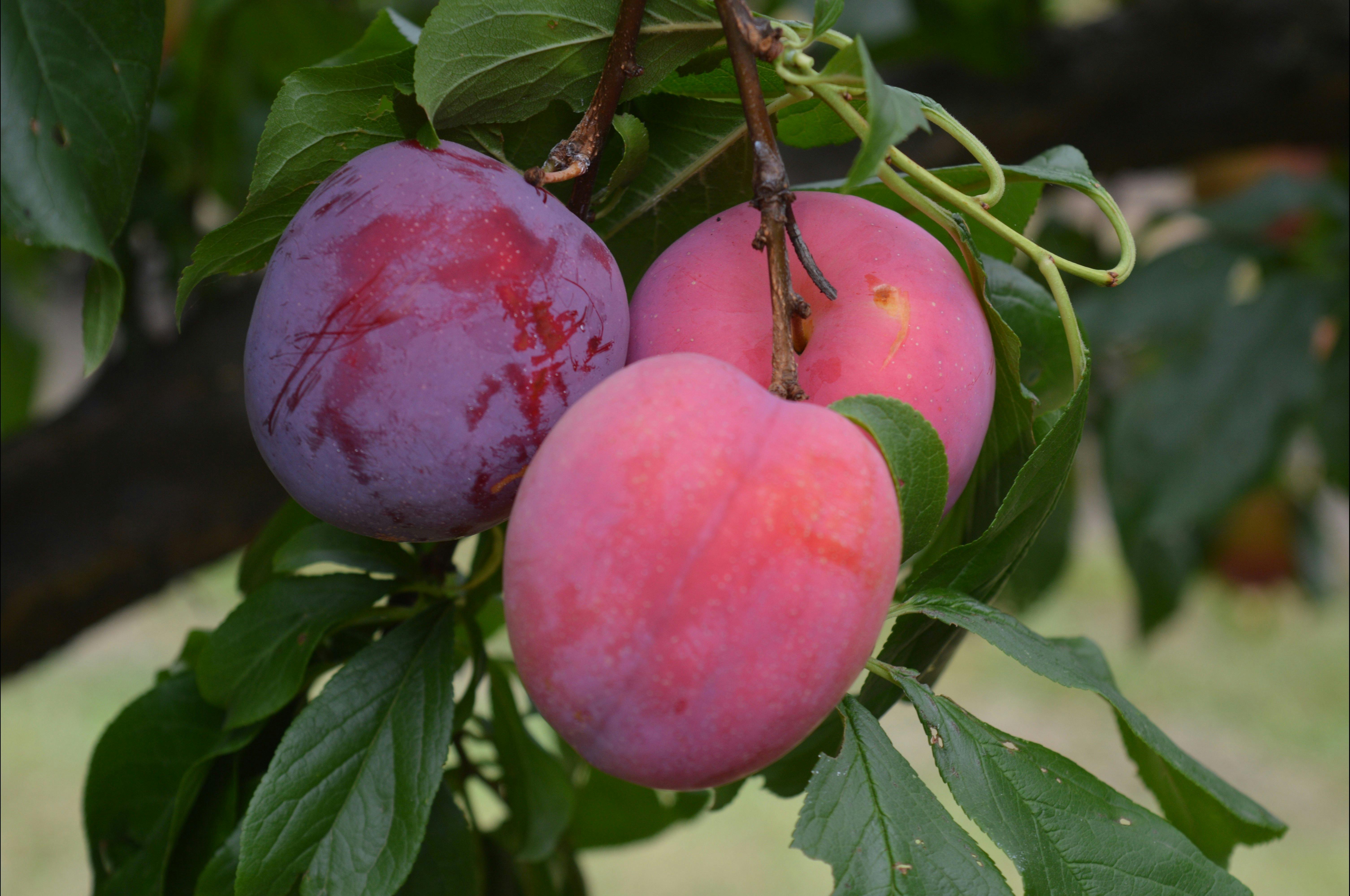 Pick Your Own Tree Ripened Sweet and Juicy Plums