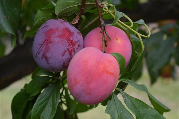 Pick Your Own Tree Ripened Sweet and Juicy Plums