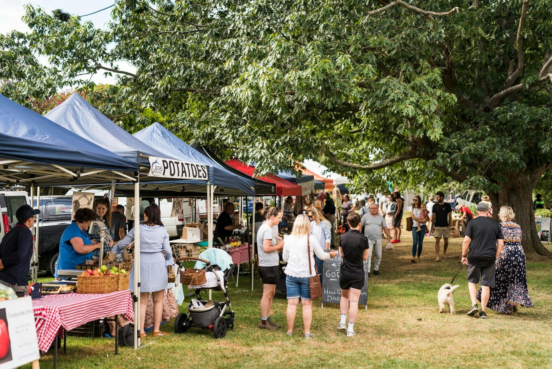 The Pampered Pet Market