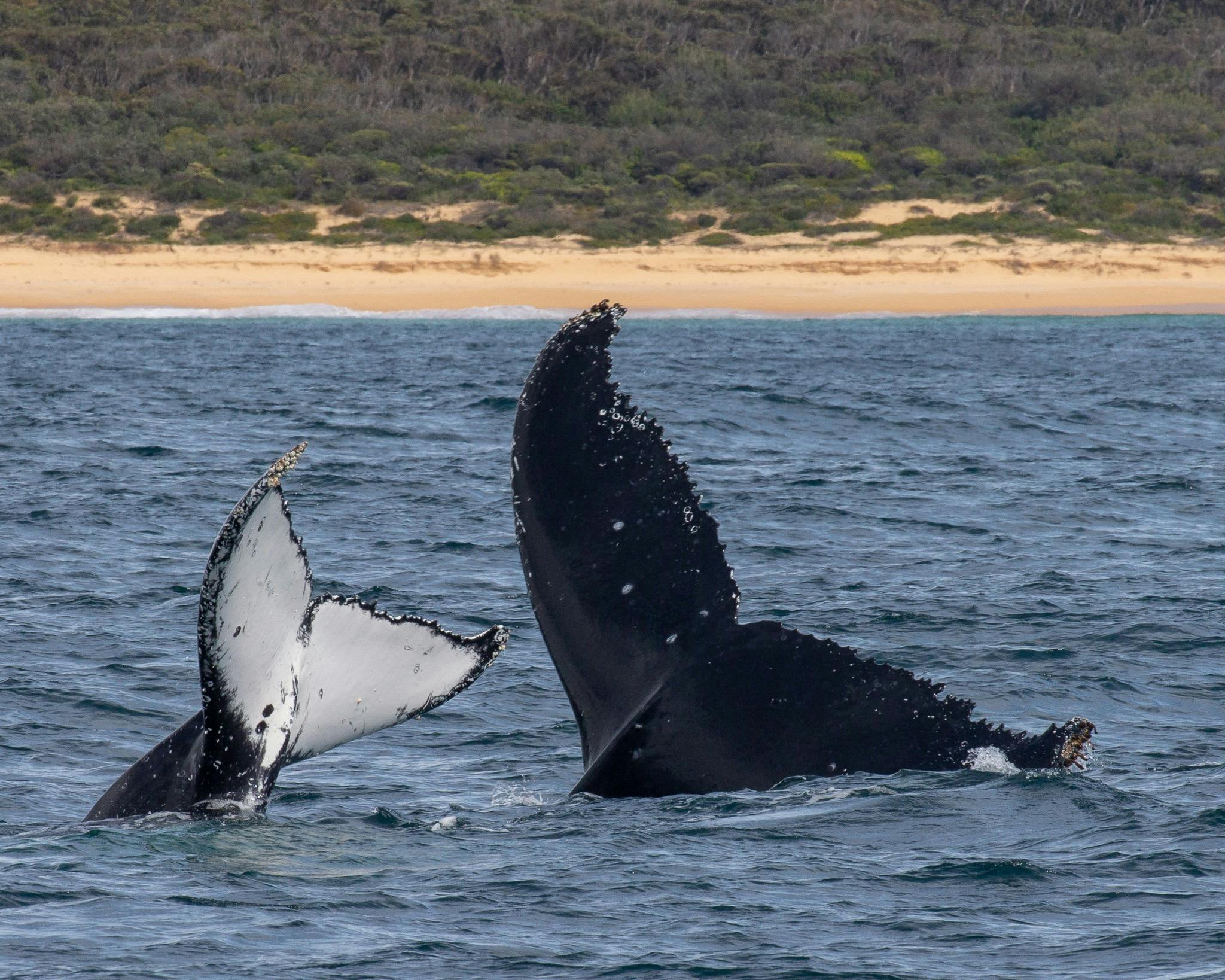 Whale tails, Bermagui whale watching cruise aboard Bubbles, Sapphire Coastal Adventures 2021