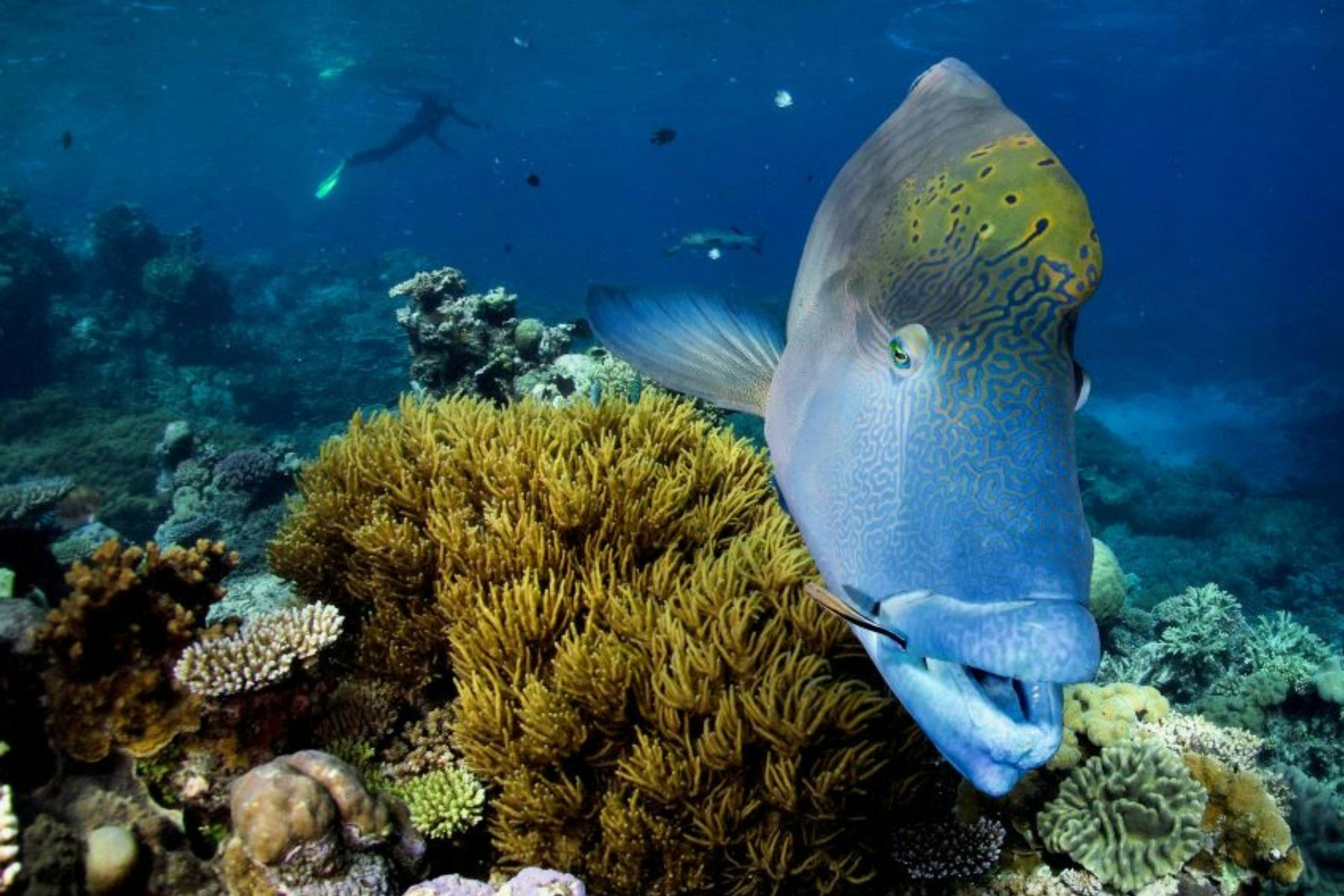A vibrant underwater world of coral and marine life on the Great Barrier Reef