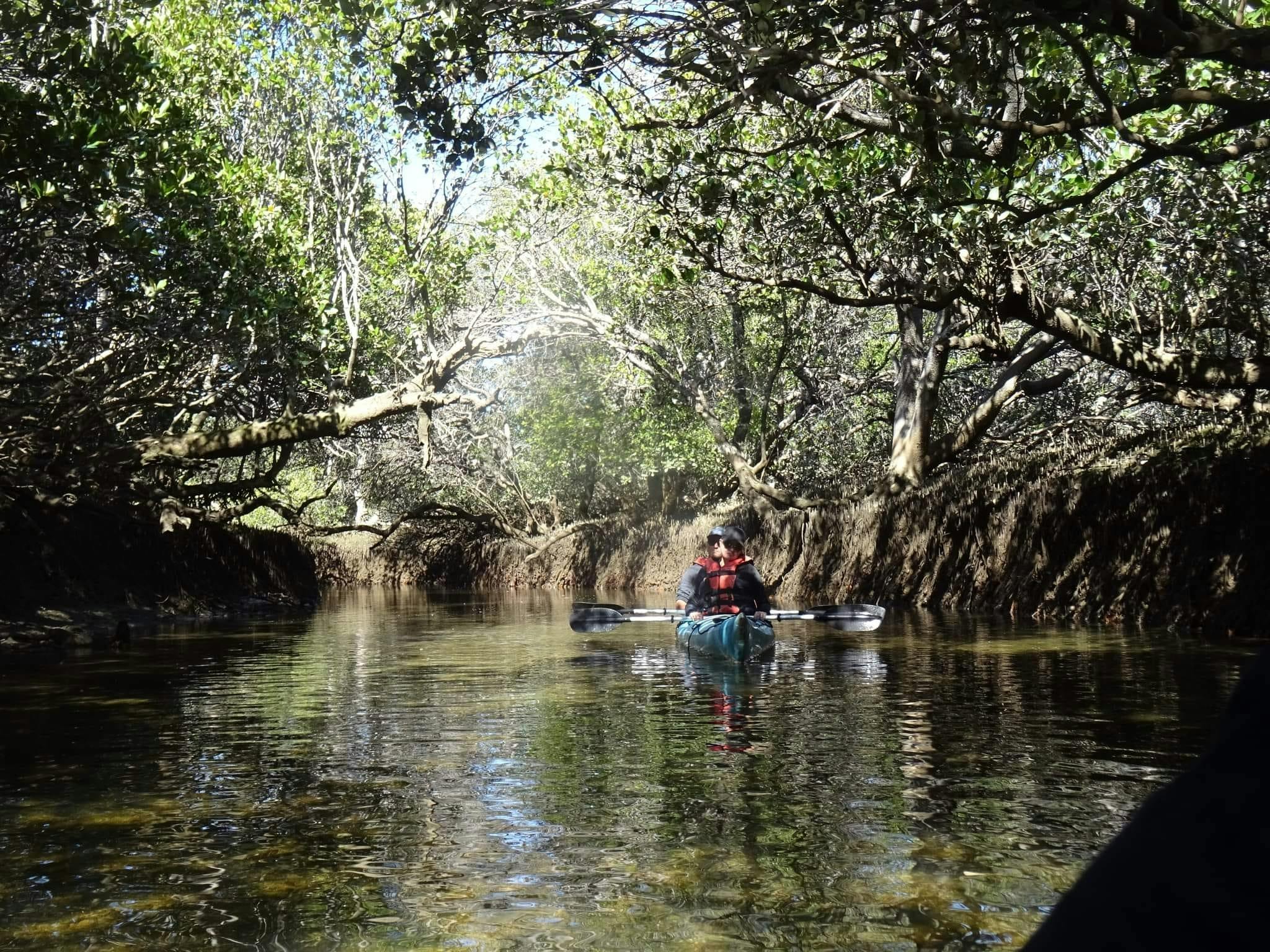 Dolphin Sanctuary Kayak Tours