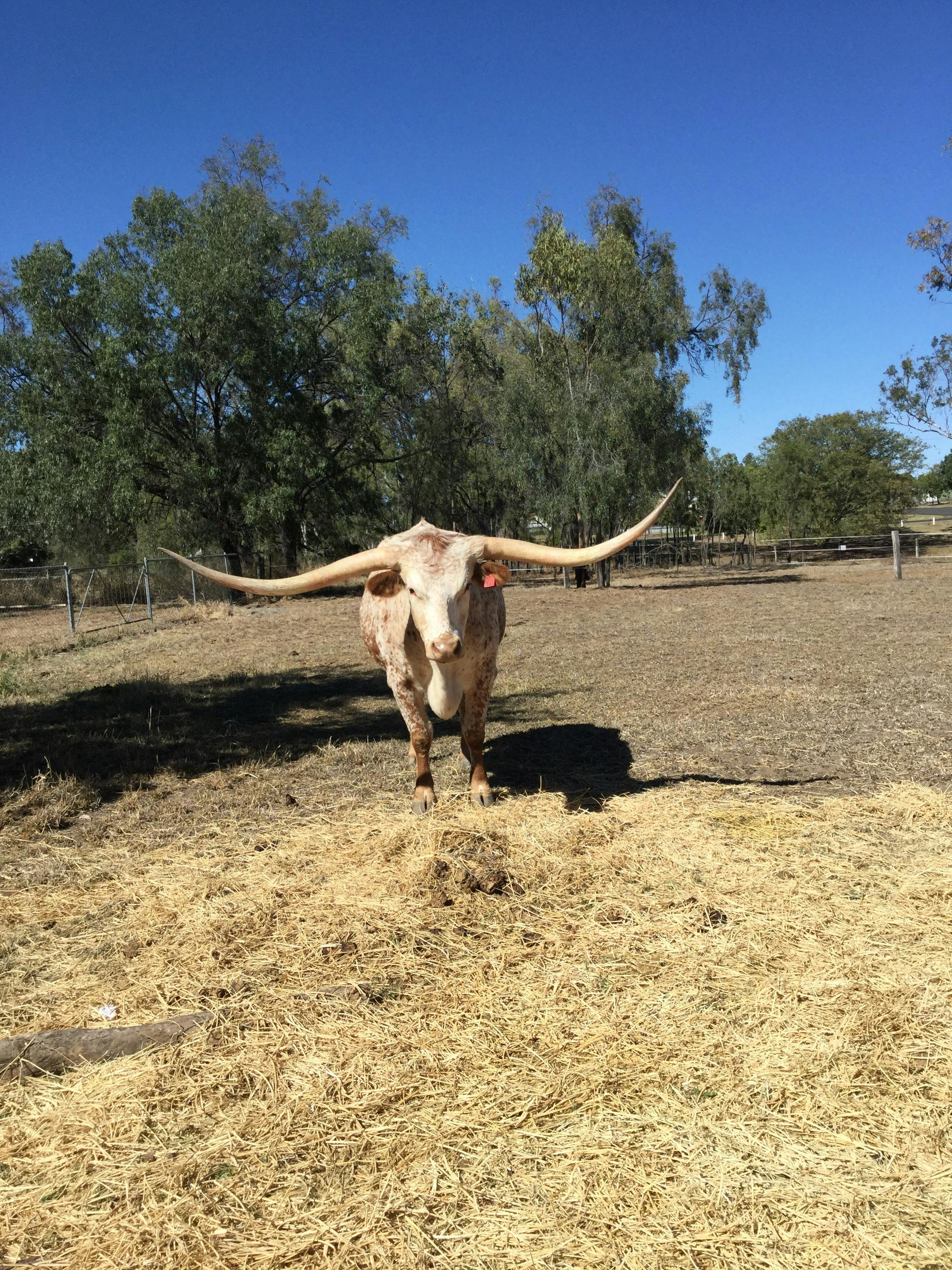 JACK THE LONGHORN