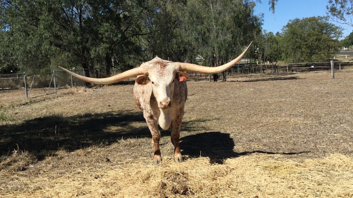 HID HORNS ARE 10FEET FROM TIP TO TIP AND STILL GROWING . COME AND SEE HIM AND TEX  AT  14 GEORGE ST