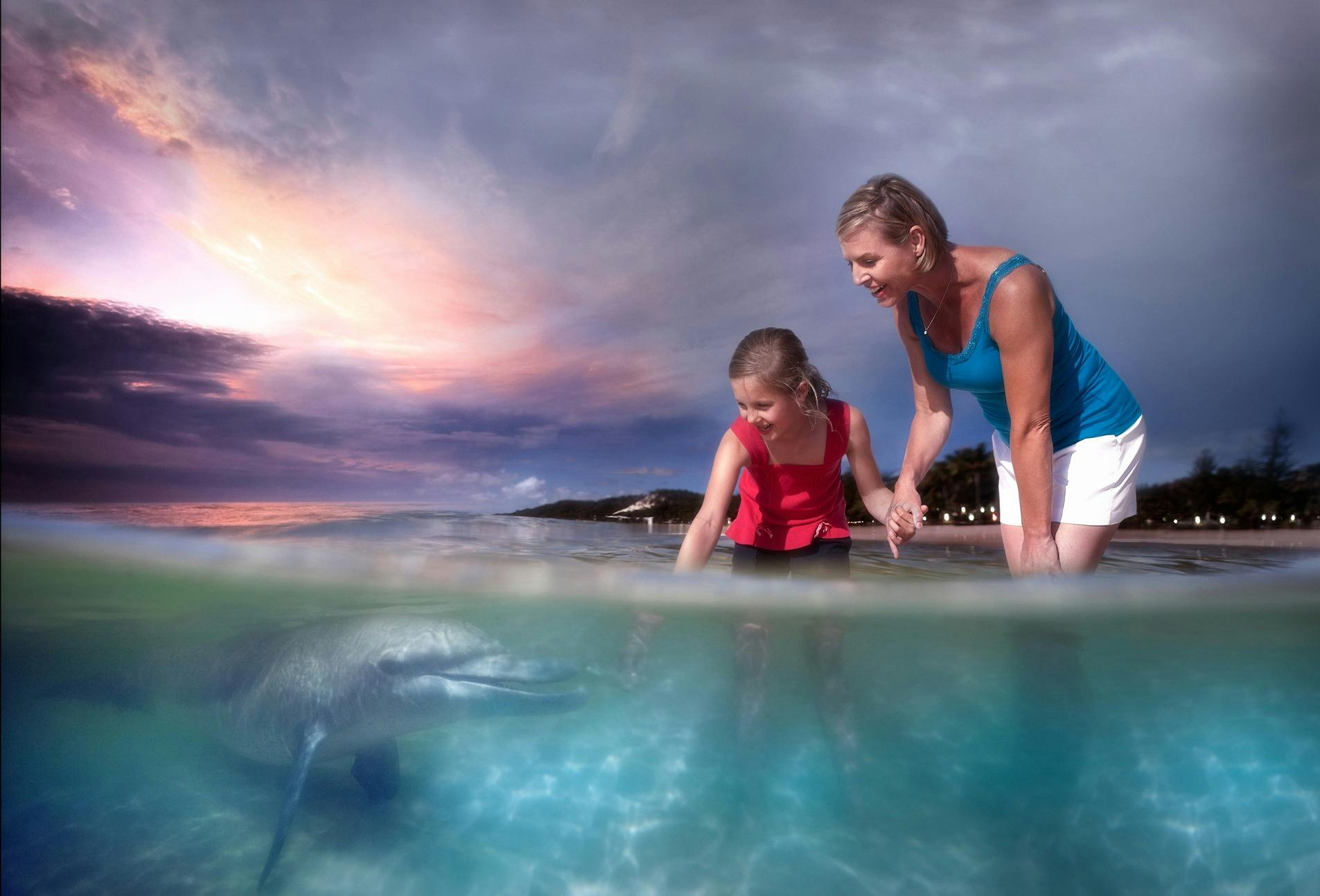 Wild Dolphin Feeding
