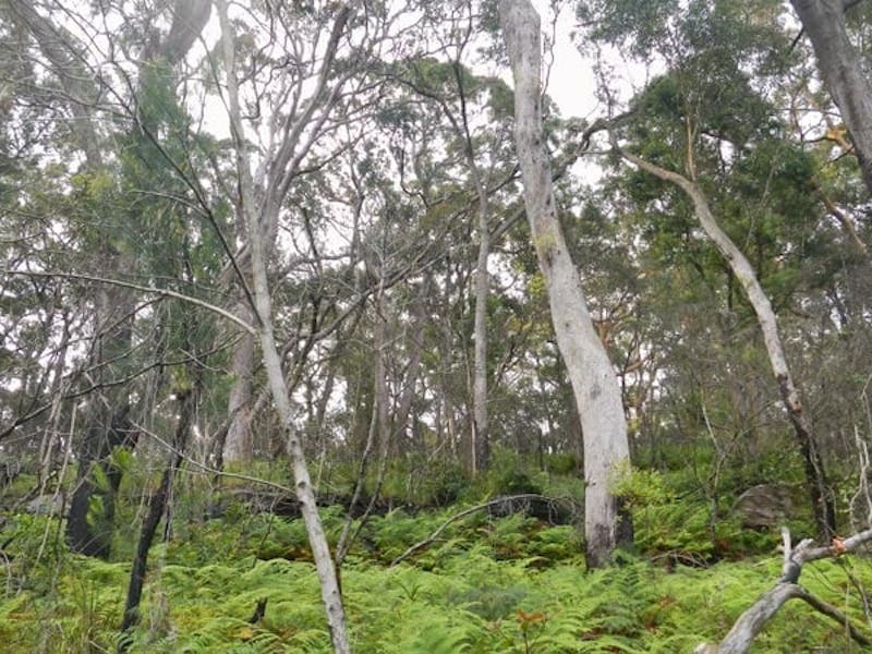 Bakers Flat picnic area, Lane Cove National Park. Photo: Debbie McGerty