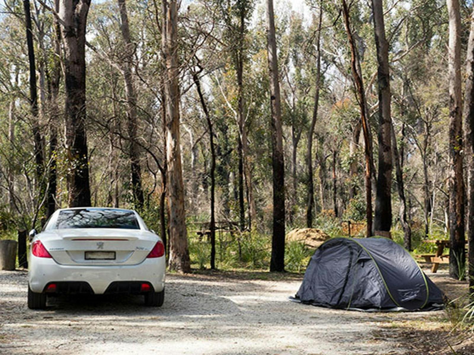 A car parked next to a pitched tent with bush in the background at Bald Rock campground and picnic