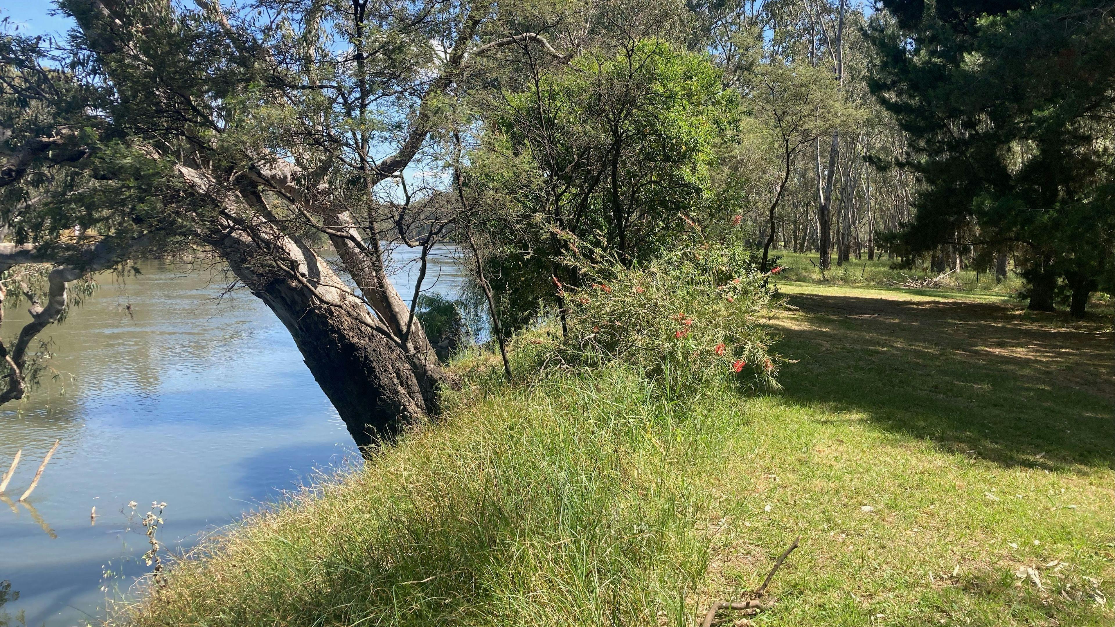 Banks of the Murray, Corowa