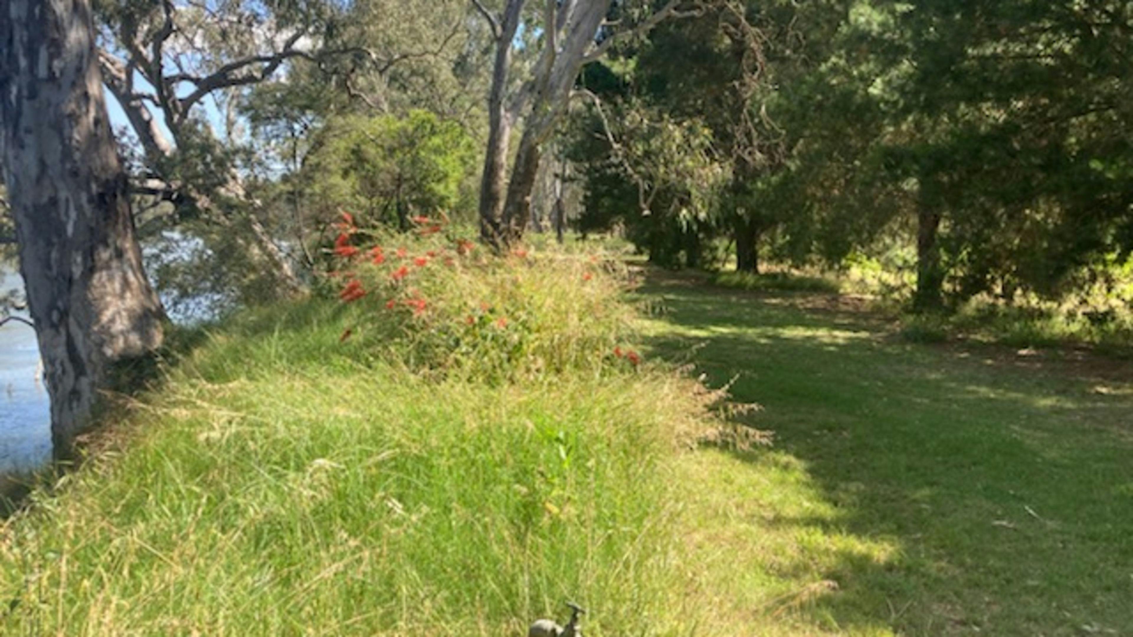 Banks of the Murray, Corowa