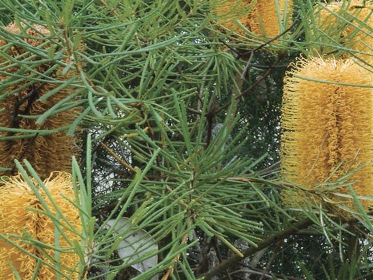 Native banksia flower, Lane Cove National Park. Photo: Michael van Ewijk &copy; DPIE