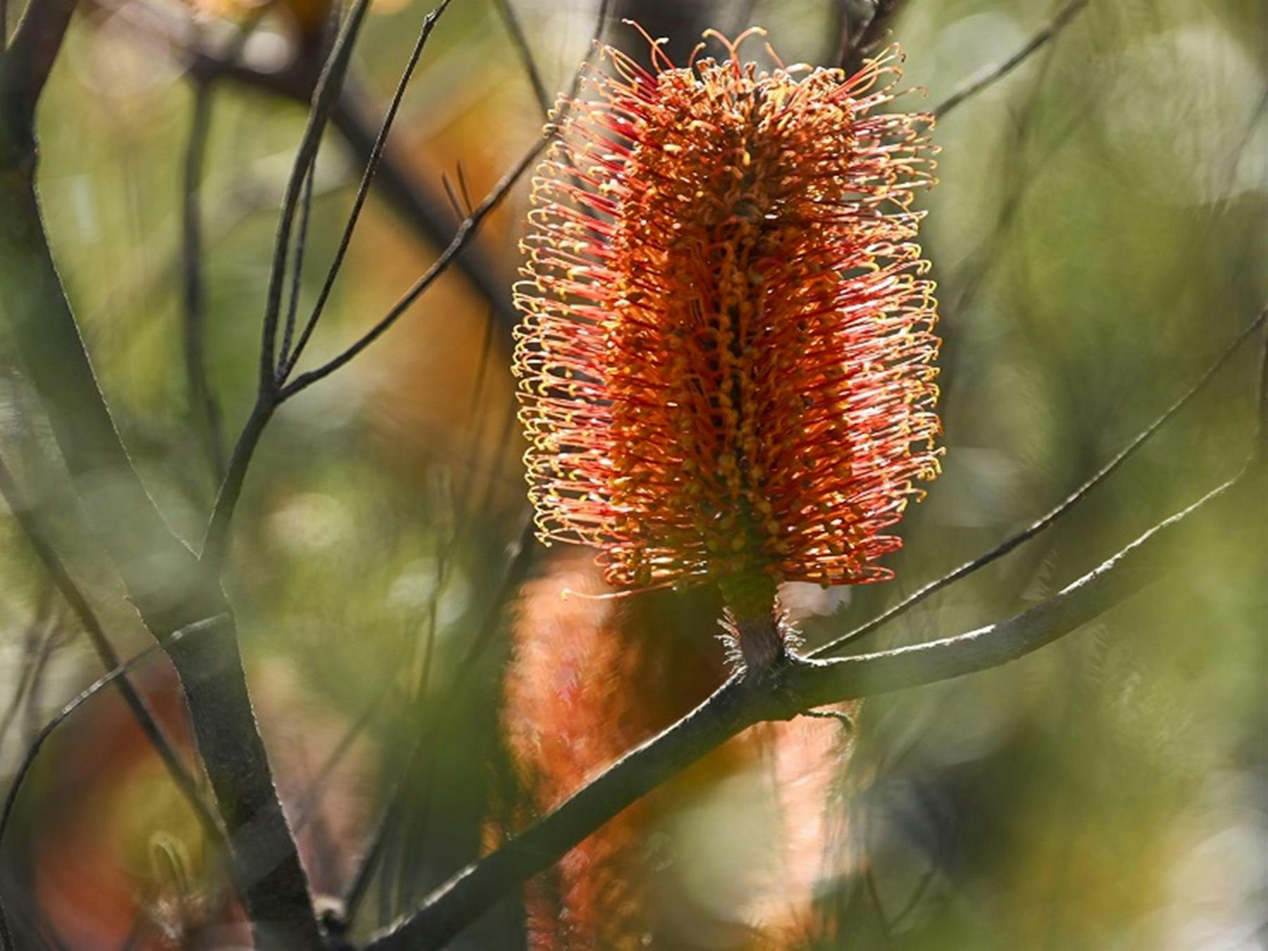 Orange banksia on branch, Brisbane Water National Park. Credit: Adam Hollingworth/DCCEEW ©