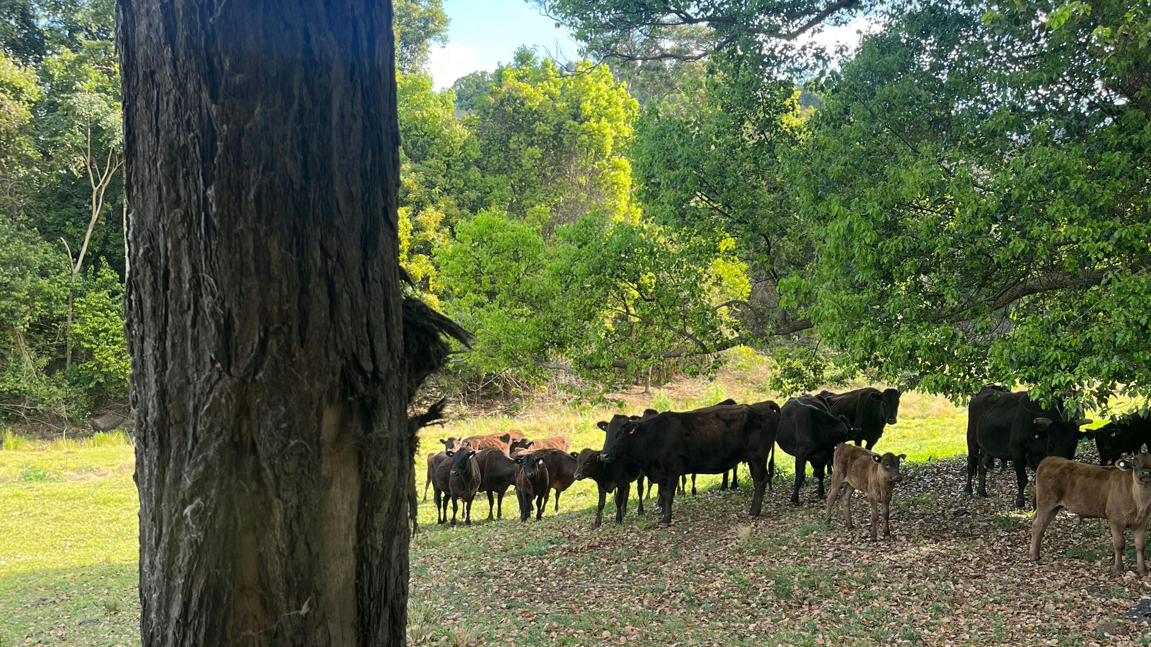 Barachi by the Creek