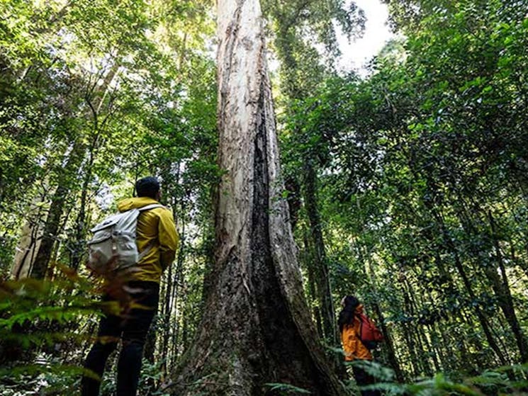 A couple look up at tall rainforest trees in Barrington Tops. Photo: Robert Mulally/OEH