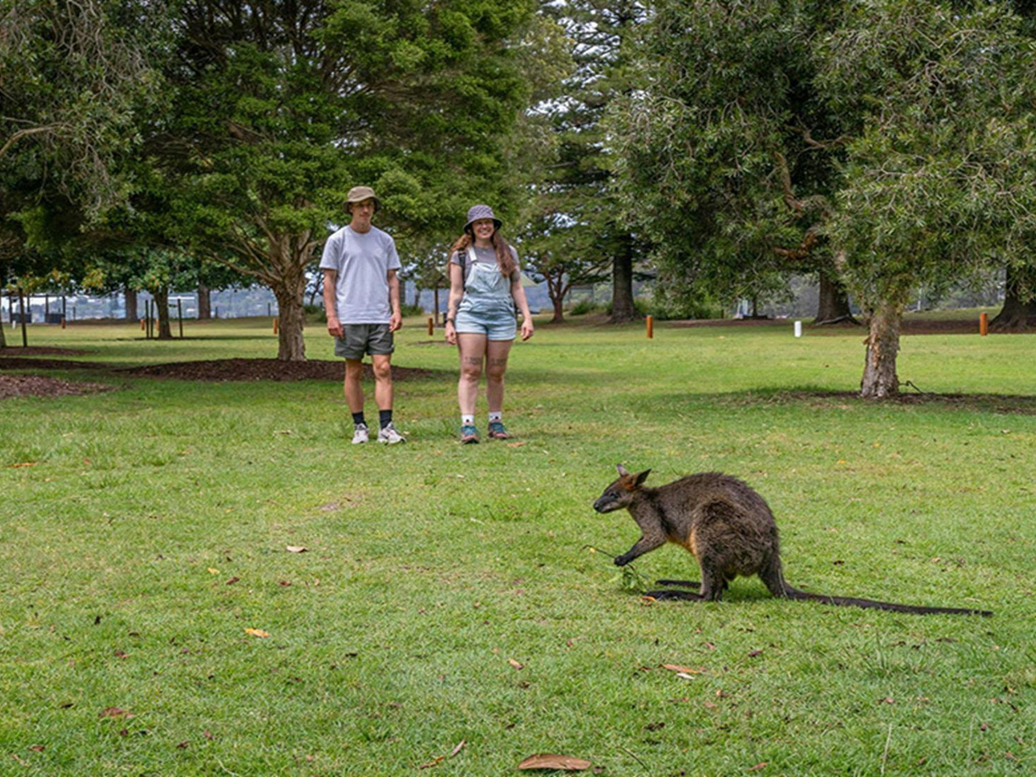 2 people looking at a wallaby at The Basin campground. Credit: John Spencer/DCCEEW  &copy; DCCEEW