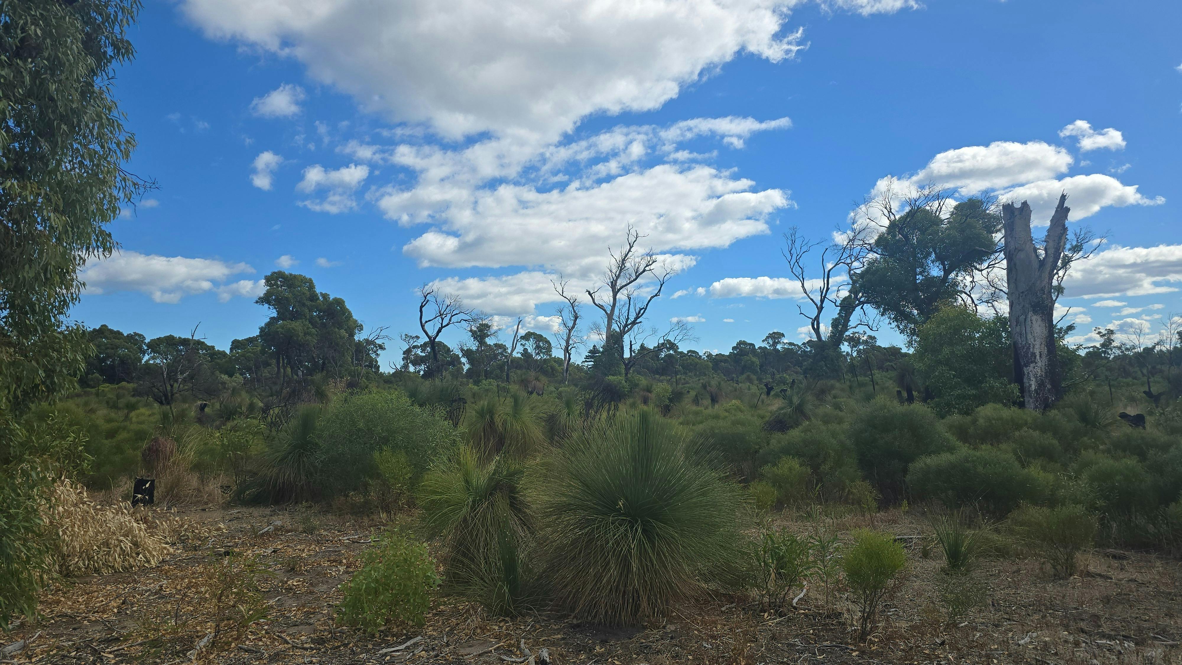 Balga Trees