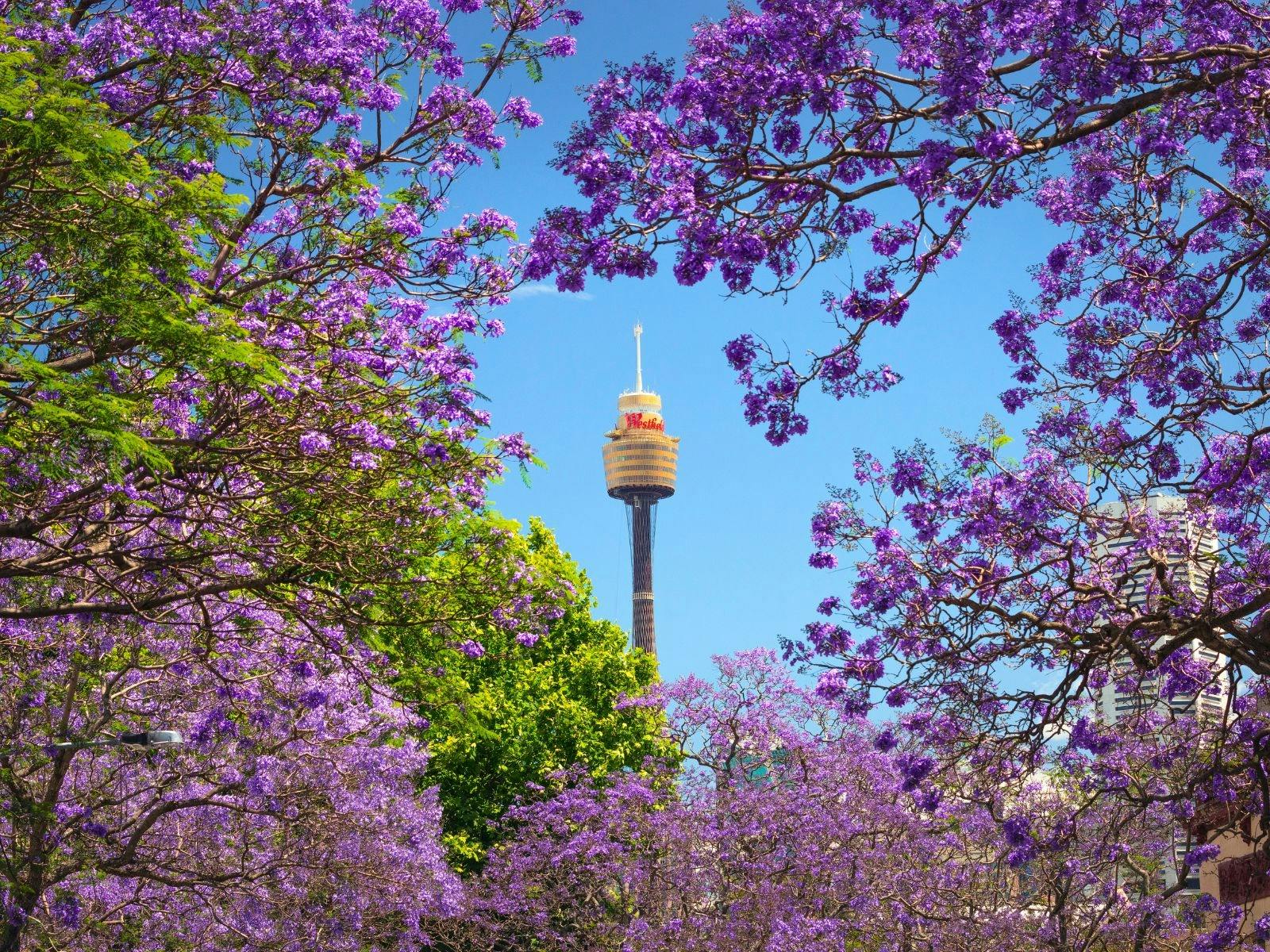 Westfield Sydney – Sydney Tower