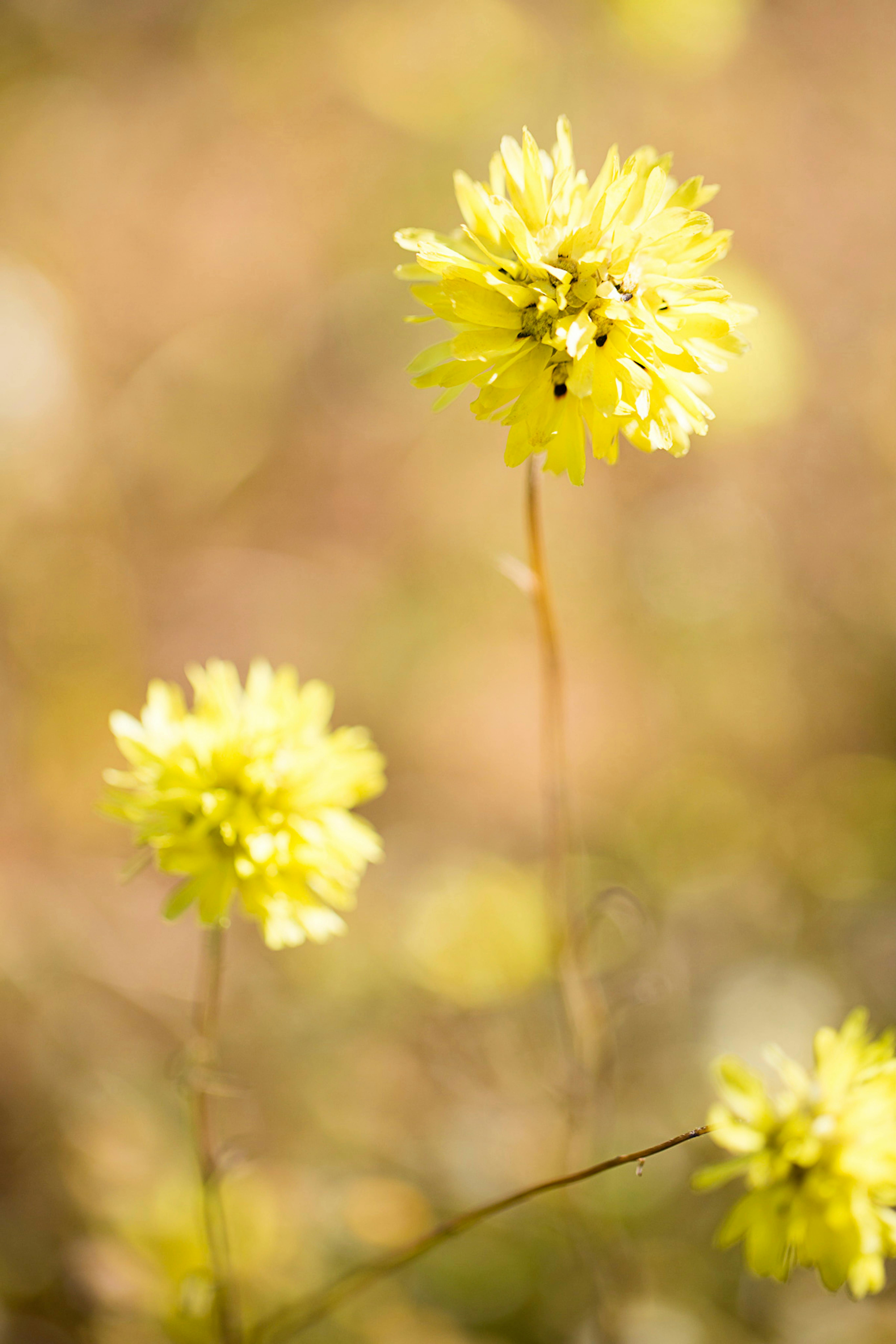 Wildflowers in the Mid West of Western Australia on a wildflower tour with New Leaf Connect
