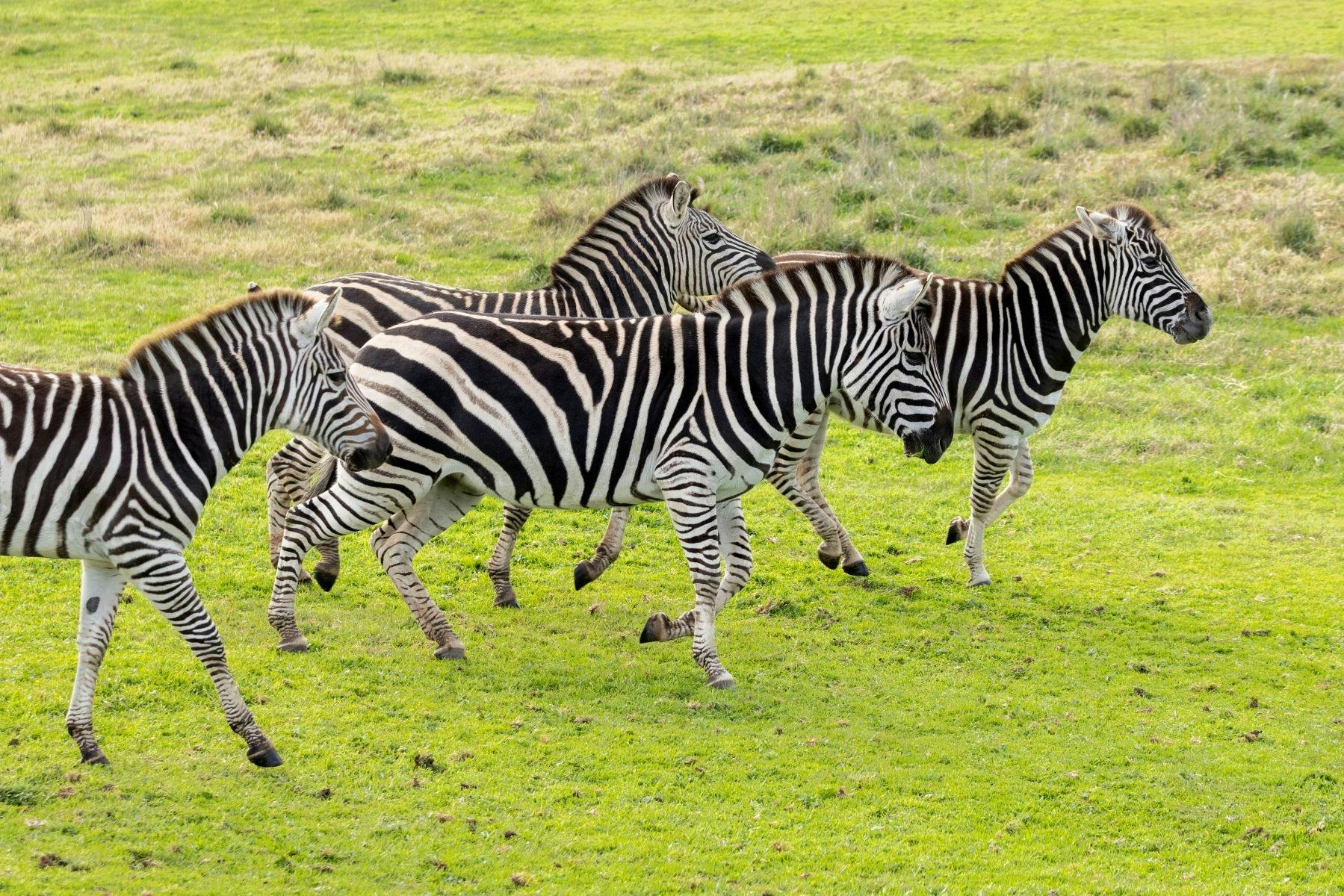 A herd of zebras moving through a field