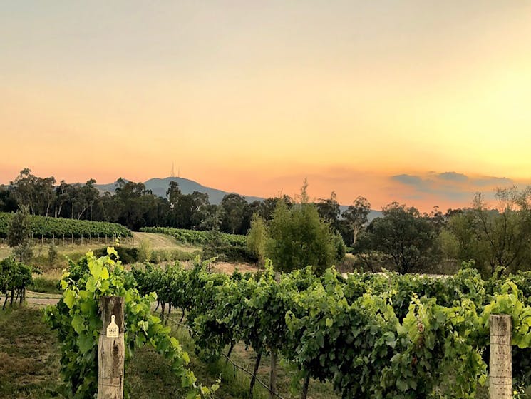 Vineyards & volcanos