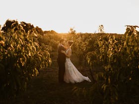 A newly married couple gaze into each eyes at sunset at Blue Wren Farm, an idyllic wedding venue.