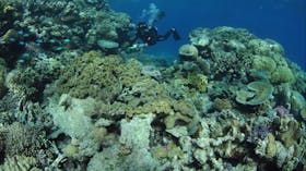 The Point Dive Site