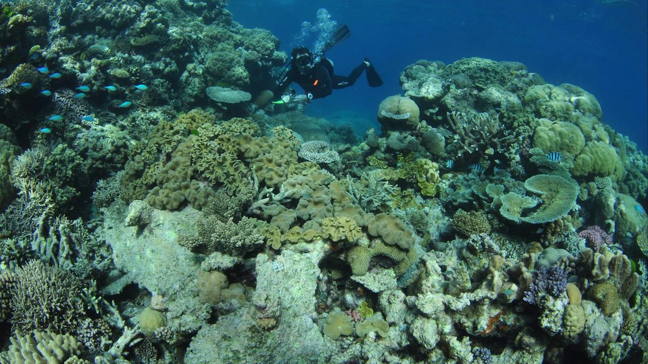 The Point Dive Site