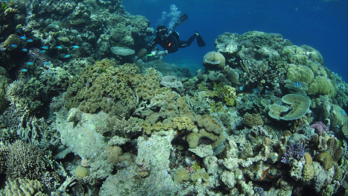 The Point Dive Site