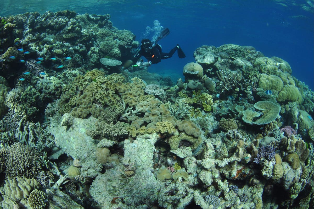 The Point Dive Site