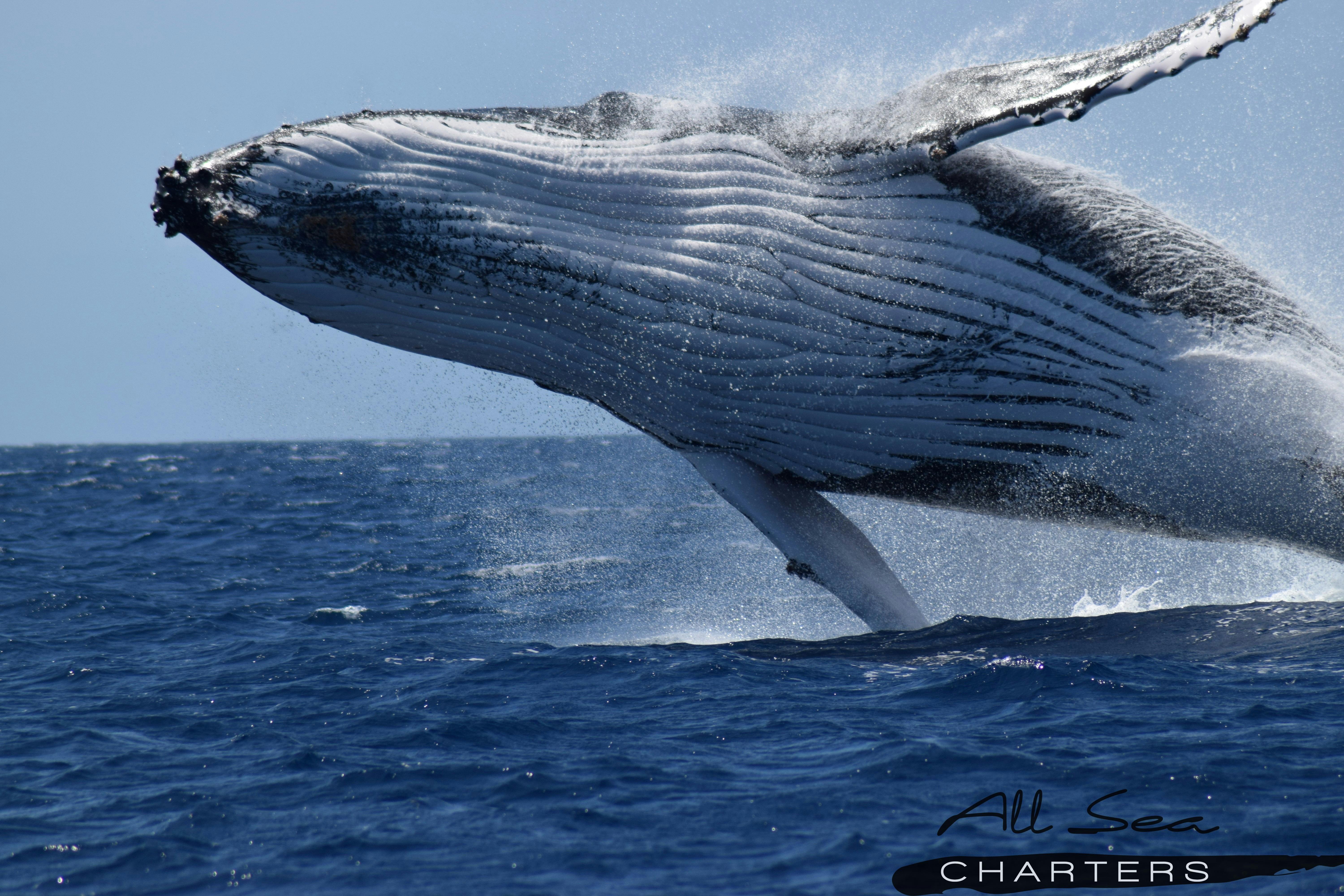 Happy Humpback