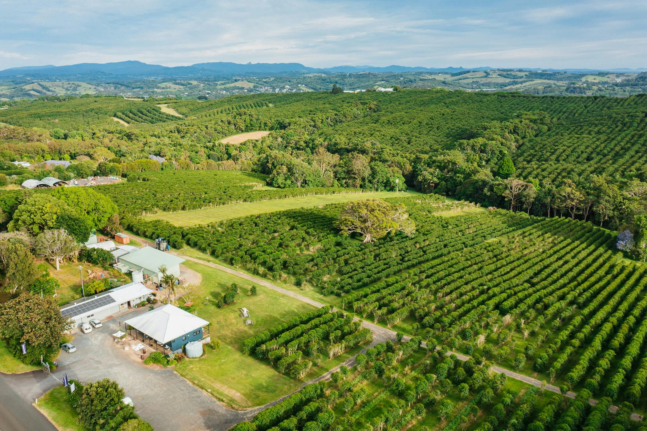 Zentveld's Coffee Plantation
